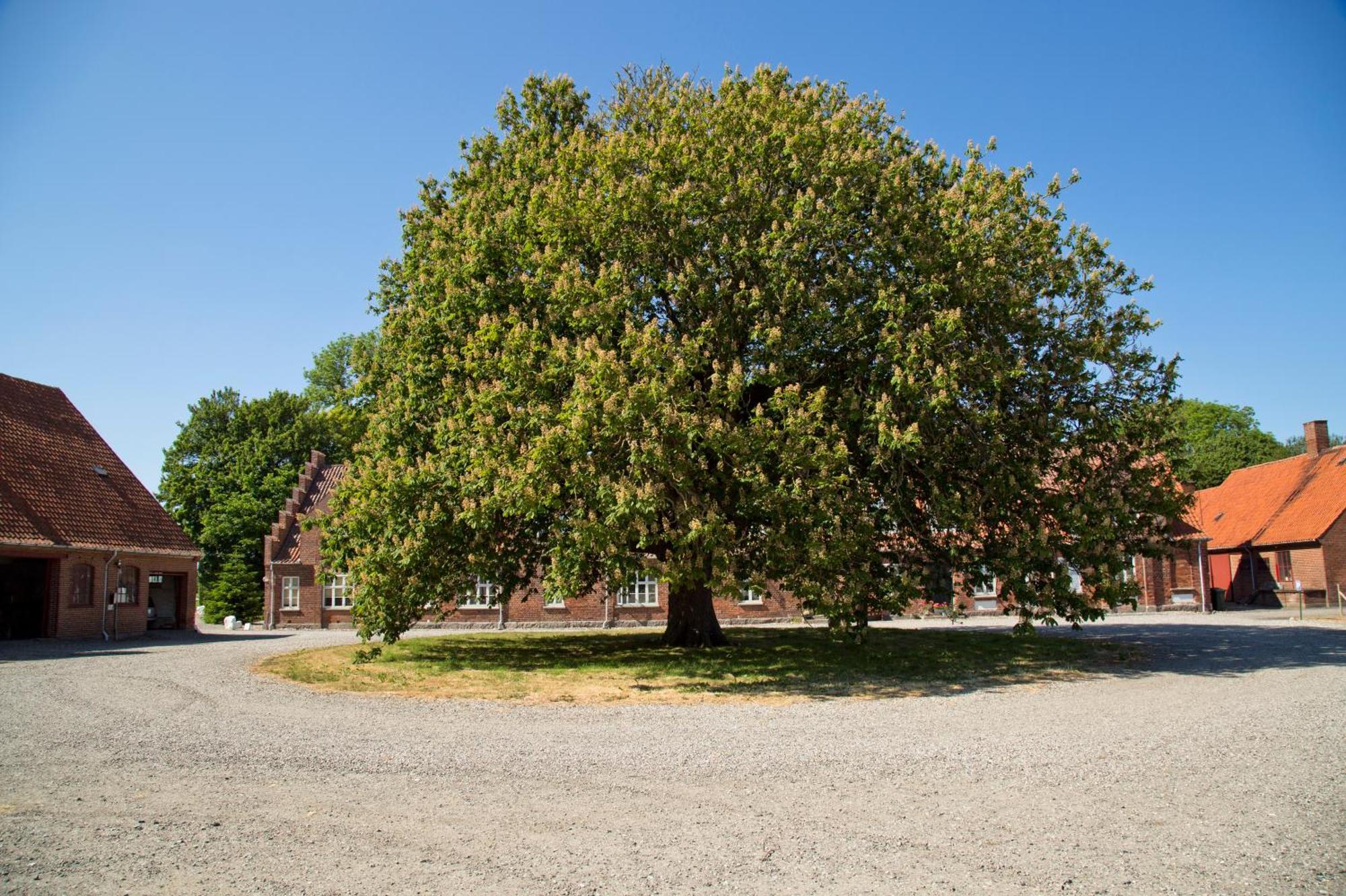 Bellinge House Bed & Breakfast Horreby Eksteriør bilde